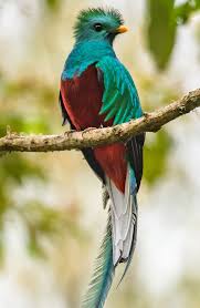pin on animales pinterest
