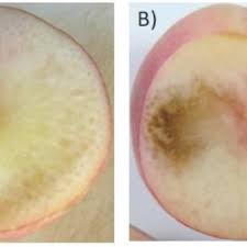 No fruit in the world is as exotic as the gloriously 'stinky' durian! Double Fruit Twin Fruit Download Scientific Diagram