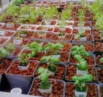 The Definitive Guide to Ebb and Flow Hydroponics