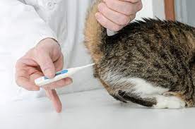 Fieber ab wann ist es gefährlich/sollte man es senken? Die Korpertemperatur Der Katze Was Ist Normal Zooplus