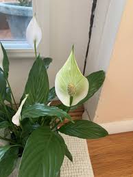 Maybe you would like to learn more about one of these? Why Are My Peace Lily Flowers Turning Green Houseplants