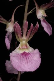 Image result for Eulophia guineensis