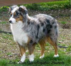 We did not find results for: Elinasdjurblogg Mini Australian Shepherd Mini Australian Shepherds Australian Shepherd Dogs Miniature Australian Shepherd
