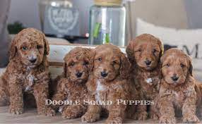 Doodle squad puppies provides premium goldendoodle puppies in delaware, ohio and hillsborough, nc. Goldendoodle Puppy Goldendoodle Puppy Goldendoodle Goldendoodle Puppy For Sale