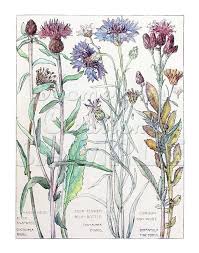 Isabel Adams Corn Flowers Vintage Botanical Reproduction Blue Bottle Corm Flower Hard Head Bla Antique Botanical Print Botanical Drawings Flower Drawing