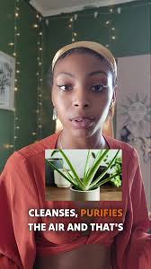 Onto to the Aloe Vera. Ya I'm going back to the store and getting me more.  My ZEN DEN stays right! Comment Your Favorite Plant. #aloevera  #plantsoftiktok