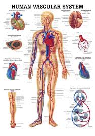 Anatomy posters and anatomy charts. The Human Vascular System Laminated Anatomy Chart
