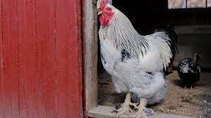 The roosters are a japanese rock band formed in fukuoka prefecture in 1979. Do Hens Lay Eggs Without A Rooster