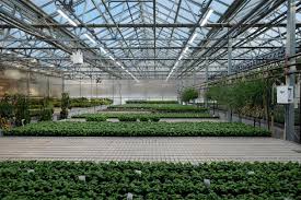 Led Lighting In Greenhouses Helps But Standards Are Needed Rutgers University