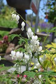 Plants usually reach mature size by the third or fourth year. White Bleeding Heart Dicentra Spectabilis Alba In Burlington Waterdown Dundas Ontario Ontario On At Connon Nurseries