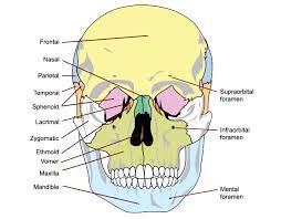 The skull encases and protects the brain as well as the special sense organs of vision, hearing, balance, taste and smell. The Bones Of The Skull Human Anatomy And Physiology Lab Bsb 141