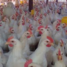 Doc ayam broiler adalah anakan umur 1 hari dari indukan ayam broiler yang ditetaskan oleh perusahaan breeder/ penetasan yang nantinya akan menjadi bibit dari ayam broiler / ayam pedaging yang biasa kita konsumsi. Harga Ayam Jantan Pejantan Hari Ini Agustus 2020
