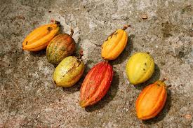Cocoa Pods Chocolate Chocolate Shop Cocoa