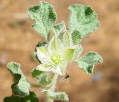 Image result for Glinus lotoides