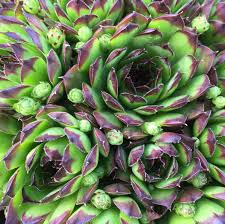 The stems of orchid cactus are rock purslane is a succulent which is a native to chile. Fabulous Fat Friends A Succulent Story Outdoor Succulents