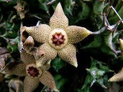 Image result for Linderniella gracilis