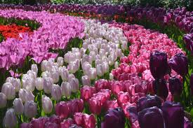 12 Things You Should Know Before You Visit Keukenhof Tulip Garden Tulips Garden Tulips Flower Catalogs