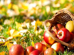 Computer Apple Hd Wallpaper Free Download Fruit Photography Apple Trees To Plant