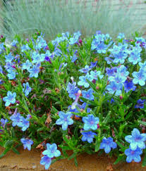 We did not find results for: Blue Perennial Flowers Try Lithodora An Update Flowers Perennials Shade Flowers Perennials