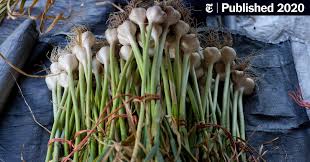 When to start planting according to your hardiness zone the united states is broken into 13 hardiness zones. How To Grow Garlic The New York Times