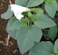 Image result for Datura inoxia