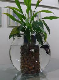 Win Betta Fish Aquarium With Water Plants Just Add Some Water Every Few Days To The Fish Bowl Outside The Vase I Recycled A Pet Bottle Fo N E A T Indoo