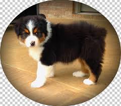 Black tricolor mini australian shepherd. Australian Shepherd Miniature American Shepherd Puppy German Shepherd Bernese Mountain Dog Png Clipart Animal Animals Australian