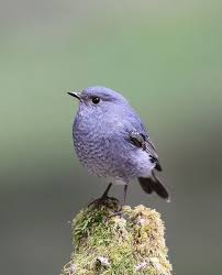 Pin By Peri On Aves Divina Creacion Animals Pet Birds Pretty Birds