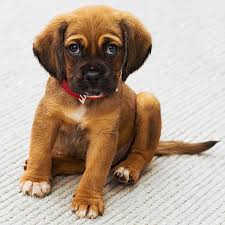 Le migliori razze di cani da appartamento. Come Scegliere La Razza Di Cane Animali Con La