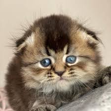 Iskra Ikigai Cattery On Instagram Scottish Fold Erkek Sfl Ny 25 Dogum Tarihi 15 Subat 2020 Anne Ve Baba Secereli In 2020 Scottish Fold Pets Cattery