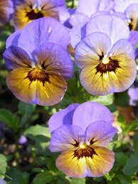 Pansies Pansies Flowers Pansies Beautiful Flowers