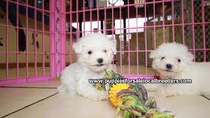 Find the perfect puppy for you! Puppies For Sale Local Breeders Beautiful Little Bichon Frise Puppies For Sale Georgia Local Breeders Near Atlanta Ga At Puppies For Sale Local Breeders