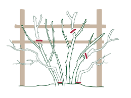 Erfahren sie den richtigen zeitpunkt im frühjahr, sommer und herbst und eine anleitung für den schnitt verschiedener sorten. Rosen Schneiden Schritt Fur Schritt Compo