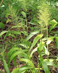 Image result for Agelanthus musozensis