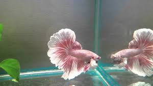 Betta fish are small fresh water fish that are part of the osphronemidae family. Sold Pink Petals Salamander Butterfly Dumbo Halfmoon Betta Male Youtube