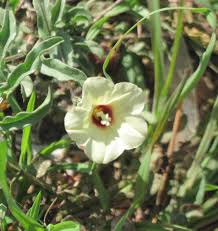 Image result for Xenostegia tridentata