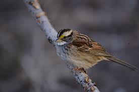 Very rare north american vagrant. White Throated Sparrow Audubon Field Guide
