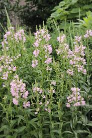 Image result for Physostegia