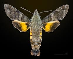 Image result for Macrothelypteris rammelooi