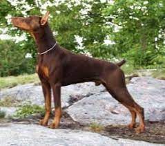 Doberman puppies for sale upstate ny. Braveheart Loyalheart Doberman Pinscher Breeder In New York