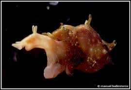 Image result for Hermannia parvula