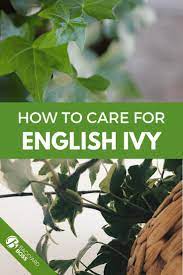 English Ivy Guide How To Care For Your English Ivy English Ivy English Ivy Indoor English Ivy Plant