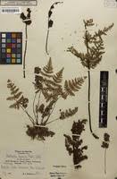 Image result for Aleuritopteris farinosa