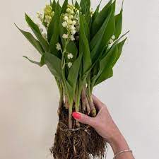 25 Lilies Of The Valley With A Root System 14310 Rub Delivery In 30 Min Flowwow Flower Delivery Moscow