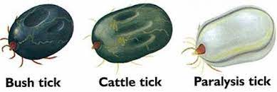 Cattle Tick