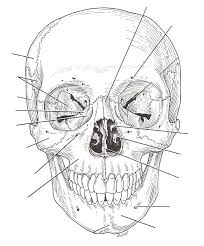 Printable anatomy worksheets label skin diagram worksheet human anatomy in 2020 anatomy coloring book. Human Skull Drawing Labeled Novocom Top