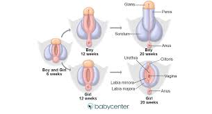 What happens during the menstrual cycle? Fetal Development Your Baby S Genitals And Urinary System Babycenter