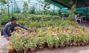 Climate of pakistan is generally divided by two main seasons of cold winter and hot summer. Plant Nurseries Business Blooms In Capital Despite The Weather Pakistan Dawn Com