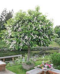Full Size Picture Of Portugal Laurel Portuguese Cherry Laurel Evergreen Bay Tree Portugal Cypress I Prunus Lusitani Laurel Tree Garden Trees Garden Shrubs