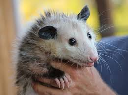 Good news pest solutions | green pest control in sarasota. Pest Control Companies Silber Laeufer Homes